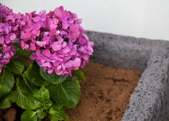 Lägenhet A Casa Da Silva Madalena (Azores)