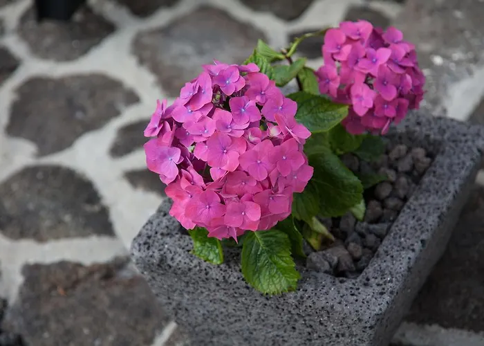 A Casa Da Silva * Madalena (Azores)