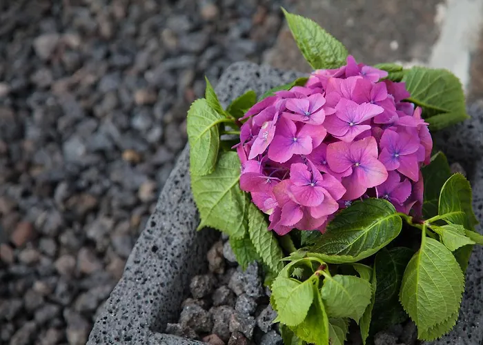 Lägenhet A Casa Da Silva