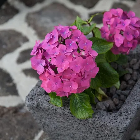 A Casa Da Silva * Мадалена